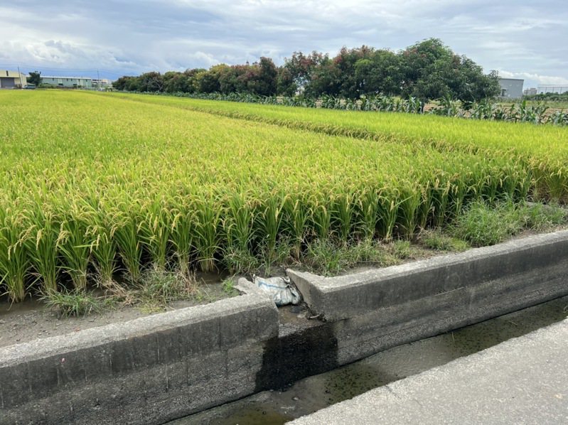 為防強降雨損害，高市農業局籲農友做好田間排水。記者王昭月／翻攝