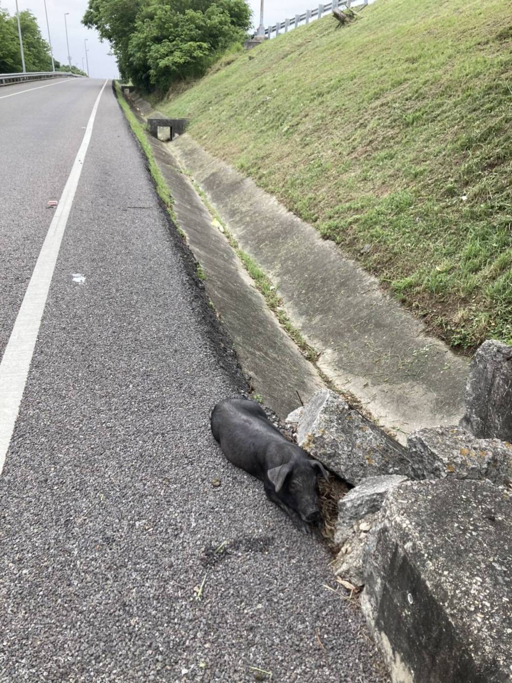 一隻小黑豬疑似在運送途中從車上掉落，在國道3號大山交流道南下匝道現身遊走。圖／民...