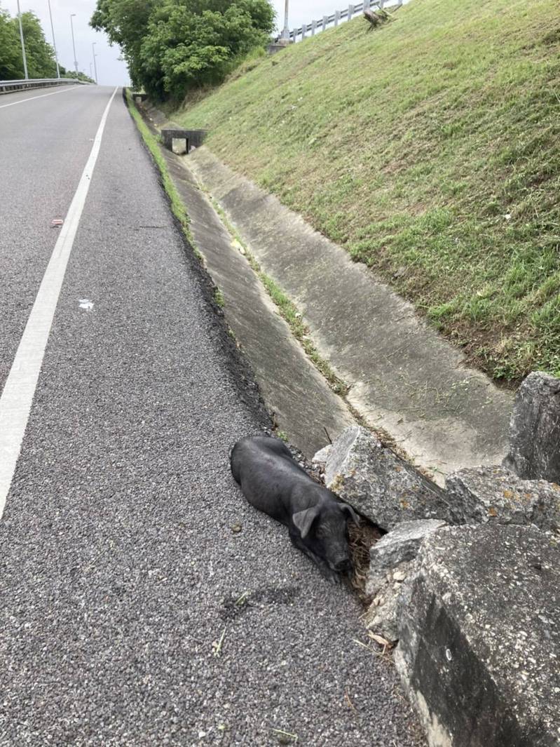 一隻小黑豬疑似在運送途中從車上掉落，在國道3號大山交流道南下匝道現身遊走。圖／民眾提供
