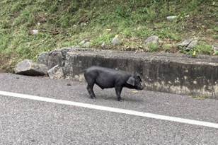 影／小黑豬疑似運送途中掉落　國道3號匝道遊走被捕獲