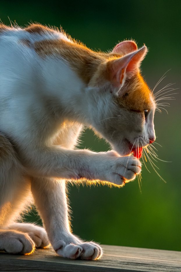 貓咪舔自己的爪子，除了清潔還有多種含意。圖／Ingimage