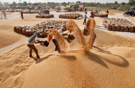 印度禁止小麥出口，恐造成國際市場慌亂。（路透）