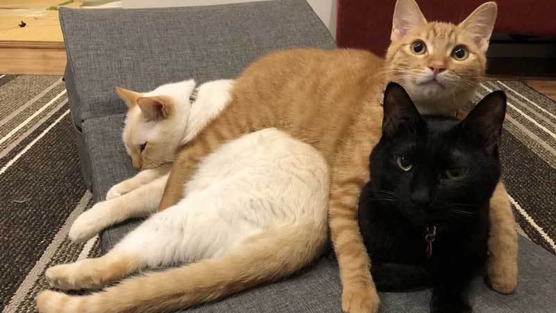 黑白橘三貓是感情好的兄弟。圖取自推特
