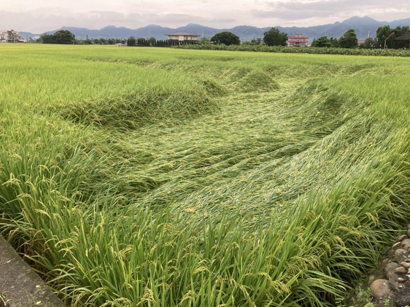 梅雨鋒面來襲，高雄市美濃區一期稻作水稻已進入採收期，但因豪雨影響，加上氮肥下太多造成植株較軟、稻穗太重，而出現倒伏現象。記者陳玫伶／攝影