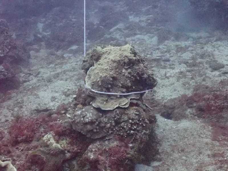 潛水教練在小琉球外海發現有人把珊瑚礁岩當底鉛，繫上繩索掛浮球，破壞生態。圖／王煜竣提供