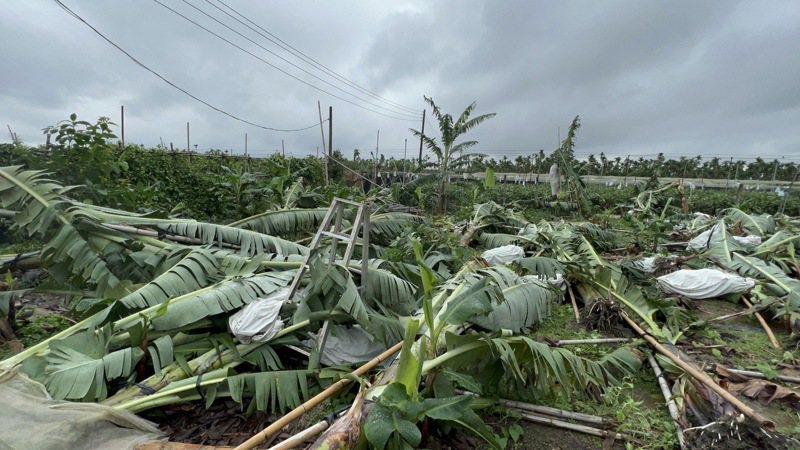 屏東縣里港茄苳颳強風，大片香蕉樹被吹倒，受災金額待估計。記者魏斌／攝影