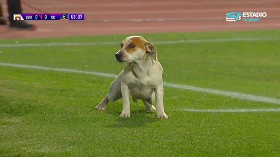 狗狗闖進足球場繞一圈後突然「原地大解放」，一旁球員跟裁判都傻了。 (圖/取自影片)