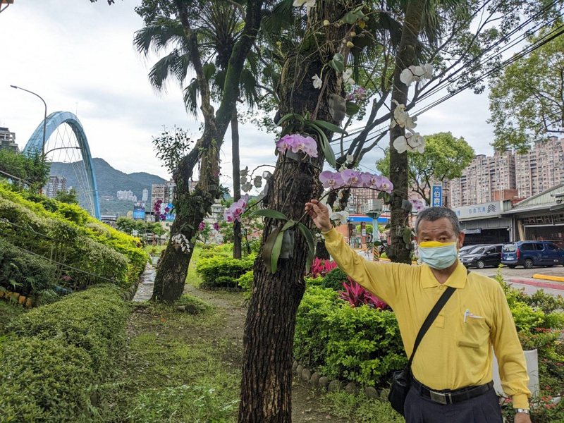 汐止區江北里長謝祚敏這兩年，也將一棵棵的大樹上加種蝴蝶蘭，現在好幾色的蝴蝶蘭開的好美，讓路過民眾心情都變好。 圖／觀天下有線電視提供