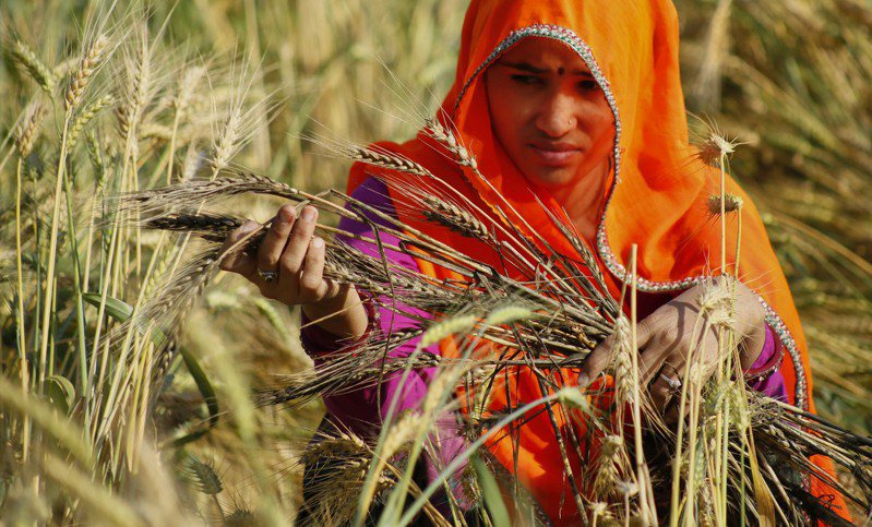 印度宣布暫停小麥出口，引發國際小麥期貨市場震撼。美聯社