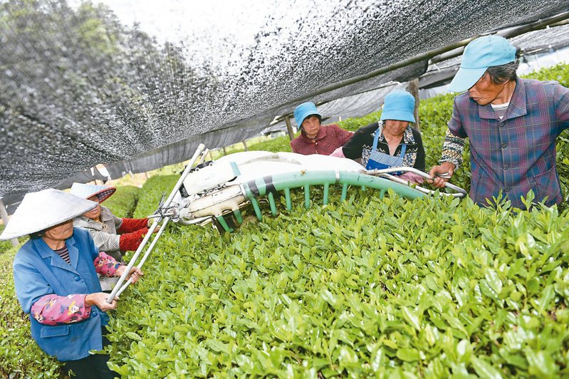 近年，大陸抹茶熱銷海外，帶動茶農增收。圖為浙江省紹興市富盛鎮抹茶基地春茶開採。（新華社）