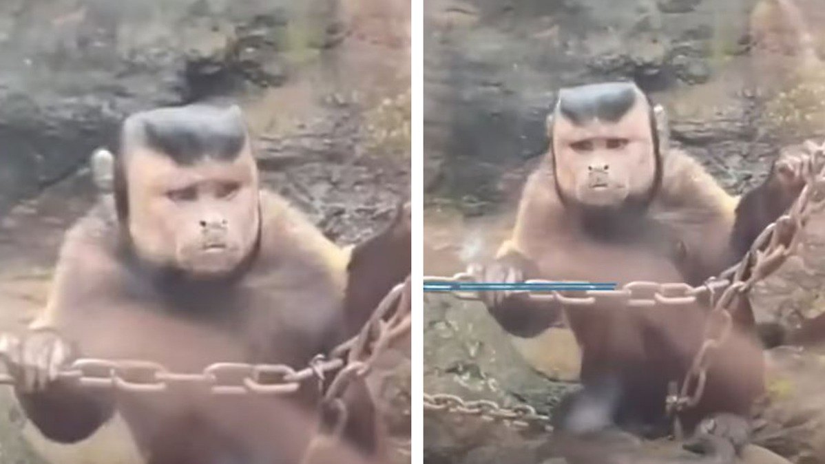 動物園驚見「禿頭國字臉猴」網熱議：工讀生扮的 園方曝超珍貴真實身分