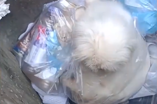 10多歲老狗被「整隻打包」連同寶特瓶丟垃圾桶 情侶嚇到急救援