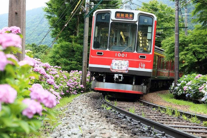 有「繡球花電車」美稱的「箱根登山鐵道」，10月起將調漲票價。 圖：箱根登山鐵道/提供