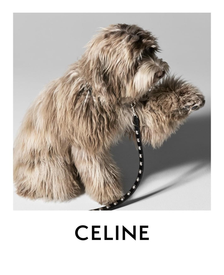 CELINE設計師Hedi Slimane的愛犬Elvis為品牌即將上市的寵物狗...