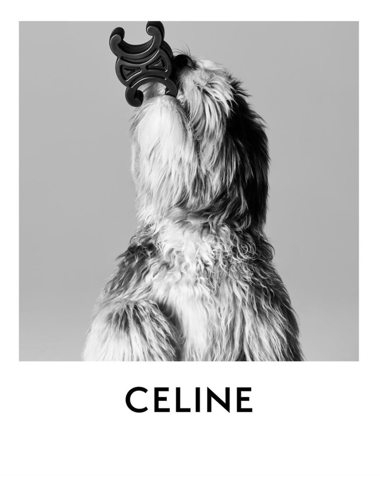 CELINE設計師Hedi Slimane的愛犬Elvis為品牌即將上市的寵物狗...