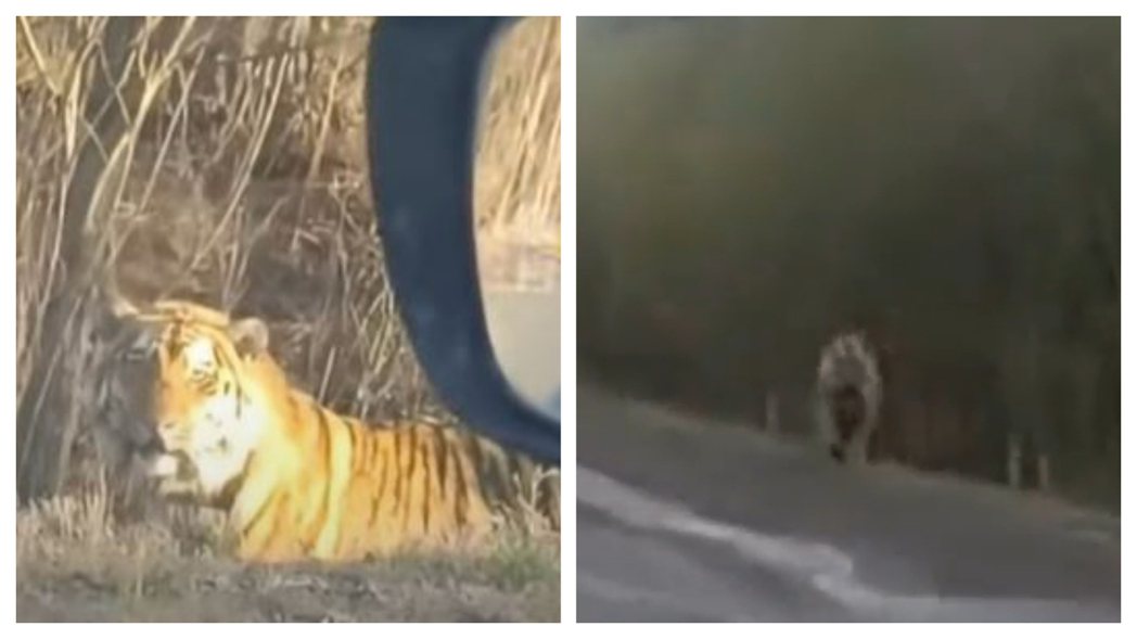 大陸東北有民眾目擊超大老虎從路邊竄出追車。 (圖/取自影片)