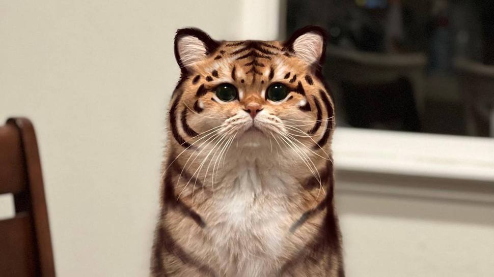 網瘋傳「拍到一隻神似老虎的虎斑貓」照片萬人驚呼超萌 爆笑真相曝光