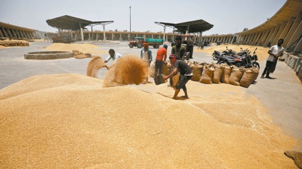 俄烏衝突引發小麥價格飆漲，目前已有14個國家禁止小麥和其他糧食作物出口。（路透）