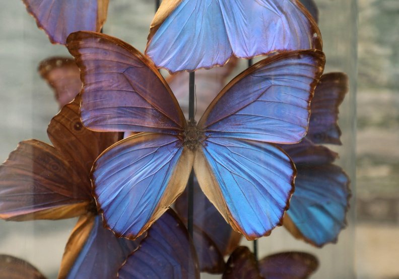 圖／30萬元一組的巴西蝴蝶標本。張智傑攝