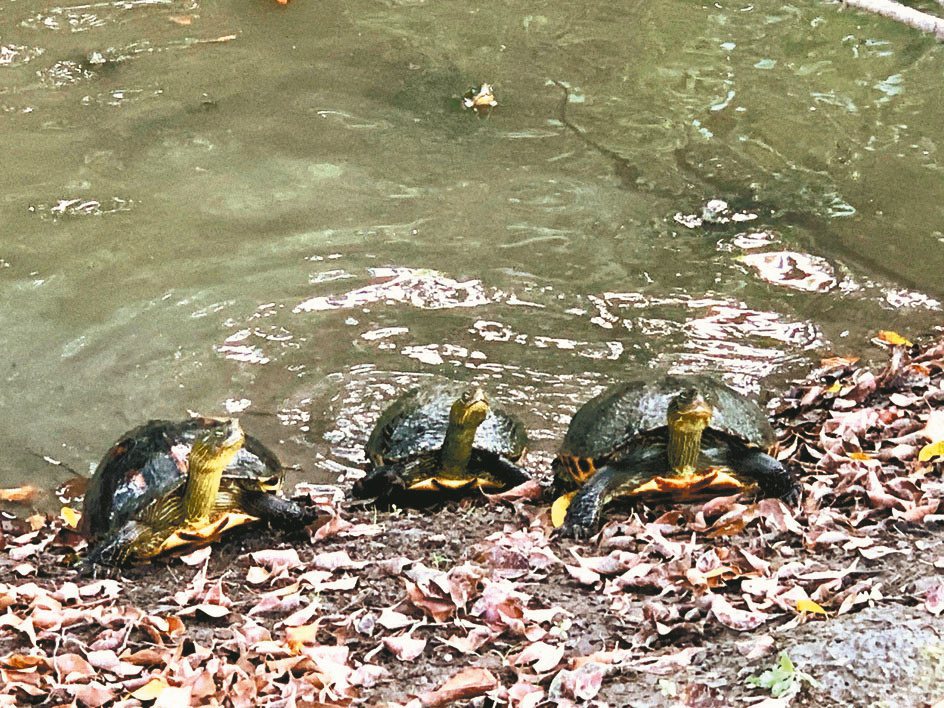 生態維護良好，在斑芝花球道一旁的水塘，有成群烏龜跟經過的球友逗趣問候。圖／陳志光