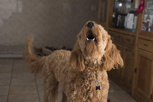 訓練師分享如何處理家中狗狗吠叫的行為。圖／pixabay