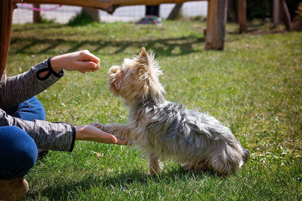 若狗狗停止吠叫，就可以重新與狗狗互動、獎勵狗狗。圖／pixabay