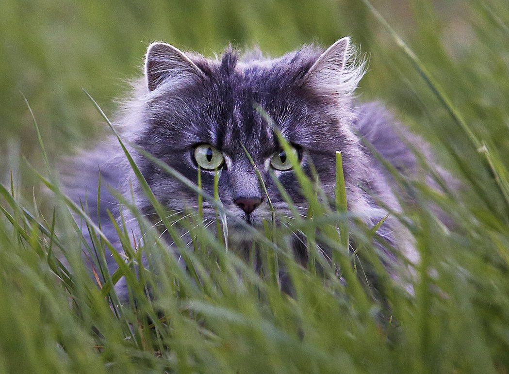 德國一隻貓咪躲在草叢裡。美聯社