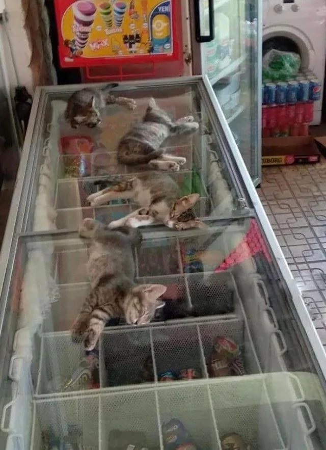 土耳其店家讓貓睡冰櫃避暑。圖取自reddit