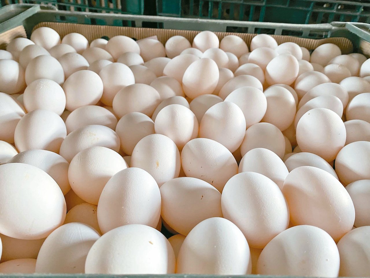 雞蛋應煮熟再食用。本報資料照片
