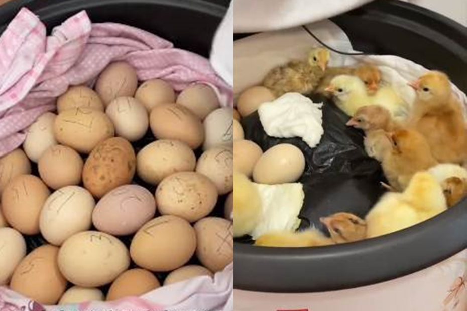 中國大陸湖北一名網友，用電鍋成功孵出一窩小雞。圖擷自微博