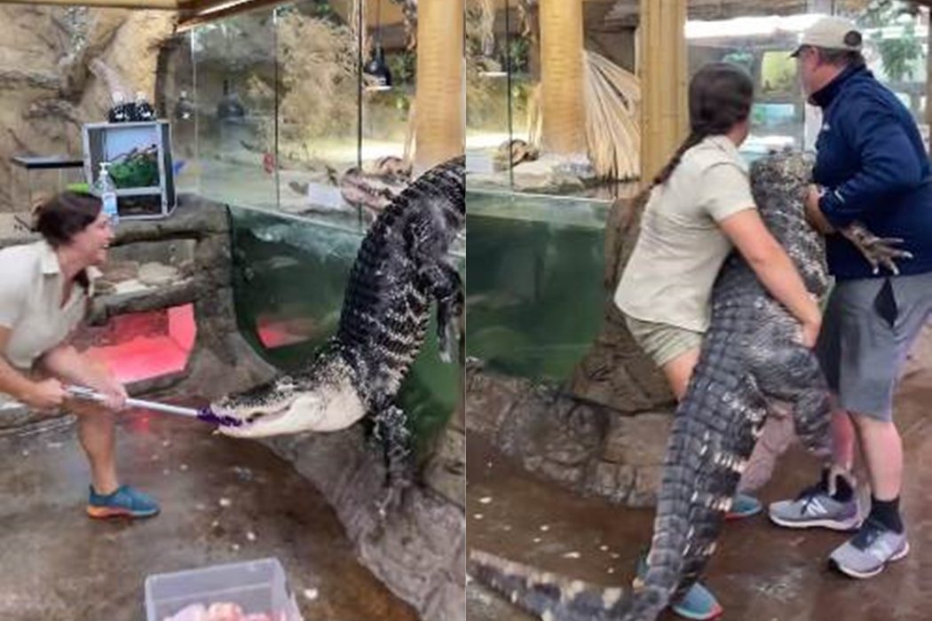 大鱷魚Darth Gator在餵食時逃出水缸，園長父女合力才把牠搬回水缸。圖擷自The Reptile Zoo
