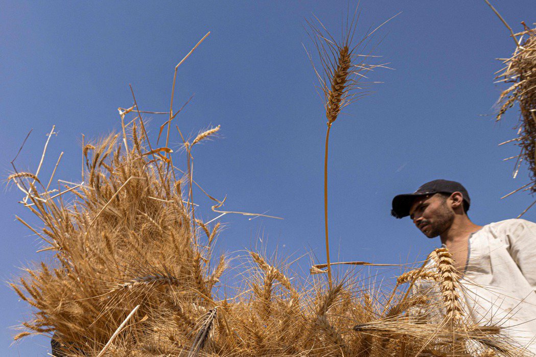 全球最大小麥進口國埃及雖然也有生產小麥，但大部分仍仰賴進口，圖為17日一位在田中...