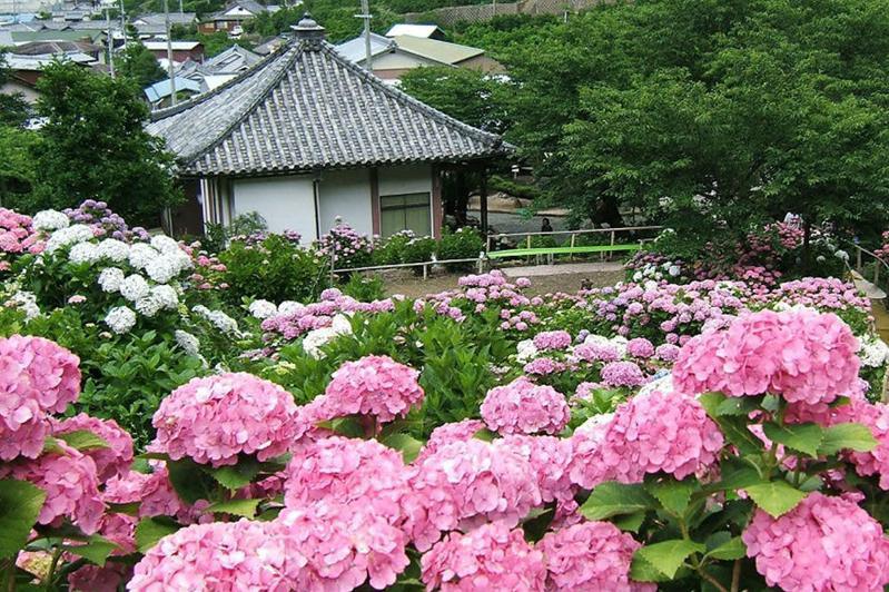 仁平寺，有「繡球花寺」之美名，是和歌山縣内知名有許多繡球花相伴的古寺。圖/和歌山觀光連盟提供