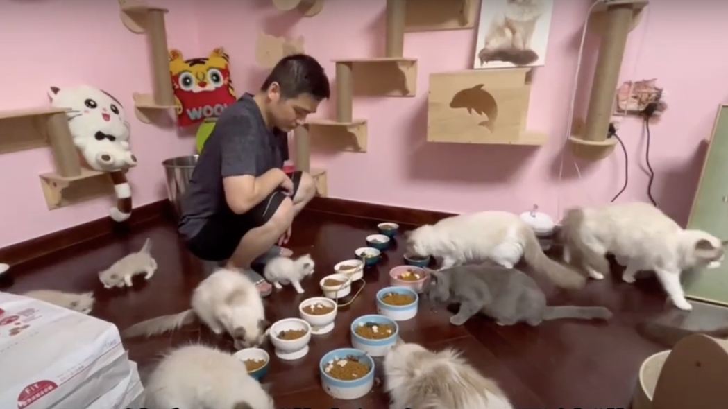 一名飼主家裡養了70隻布偶貓。圖取自微博