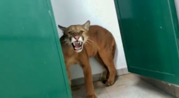 一名巴西男童在上廁所時驚見一頭美洲獅，嚇得趕緊衝出廁所。
圖擷自鏡報