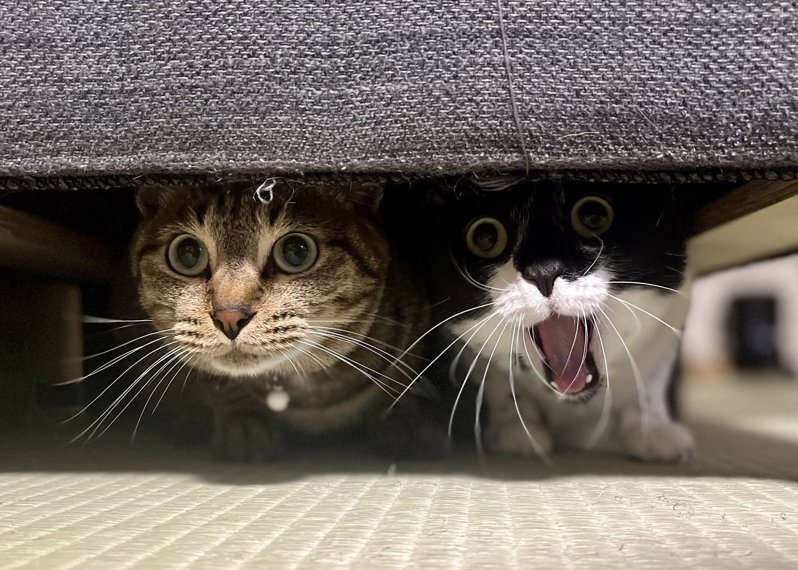 貓咪聽到吸塵器的巨大聲響，神情十分警戒。圖擷自@flare20200523