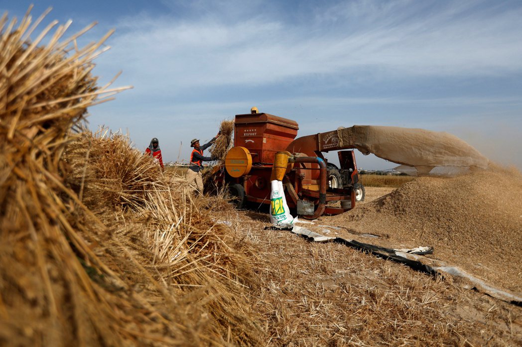 全球小麥市場勃發，連在加薩走廊的小麥田都感受到熱度。  路透