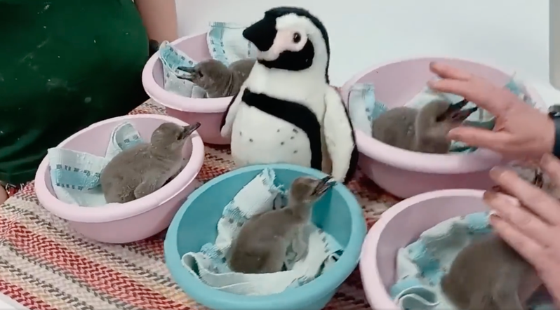 飼育員照顧五隻剛出生沒多久的企鵝寶寶，拿了一隻企鵝玩偶當奶爸奶媽陪身邊。 （圖/取自推特）