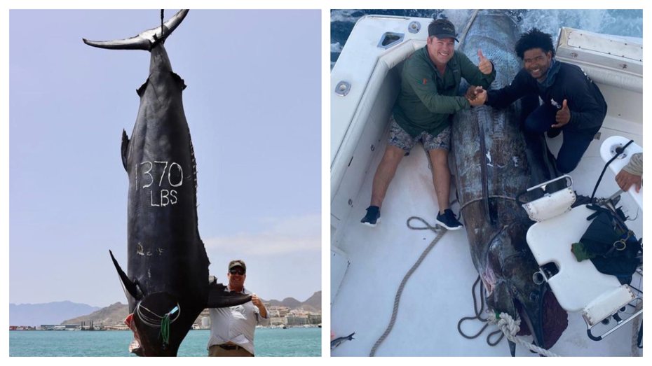 三名漁民在南非釣到一隻超巨魚，長達3.6公尺、重達621公斤。 (圖/取自IG「pulsatorlures」)