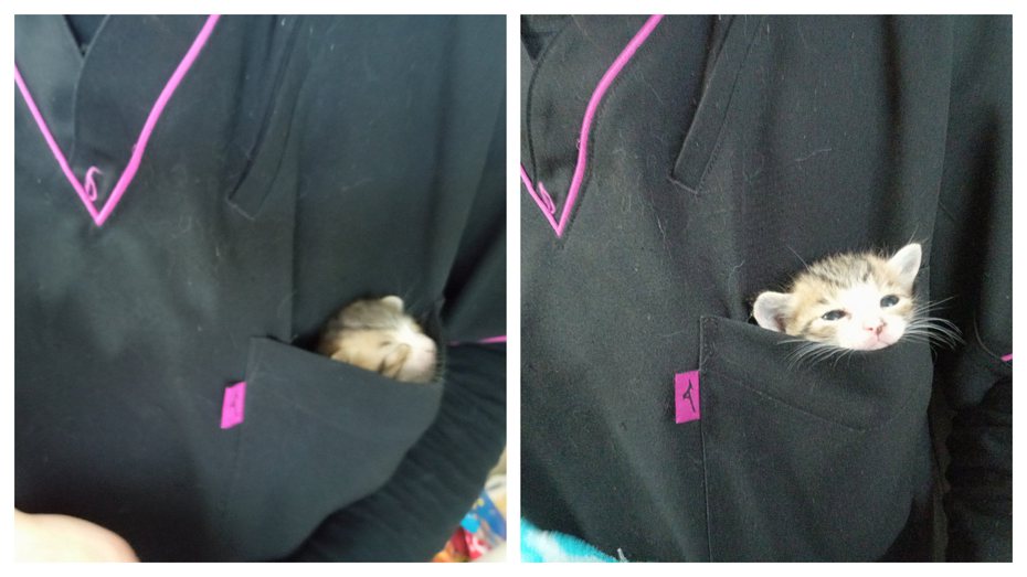 可愛的小奶貓喜歡待在獸醫跟護理師的上衣口袋。 (圖/取自推特「スペイクリニック北九州」)