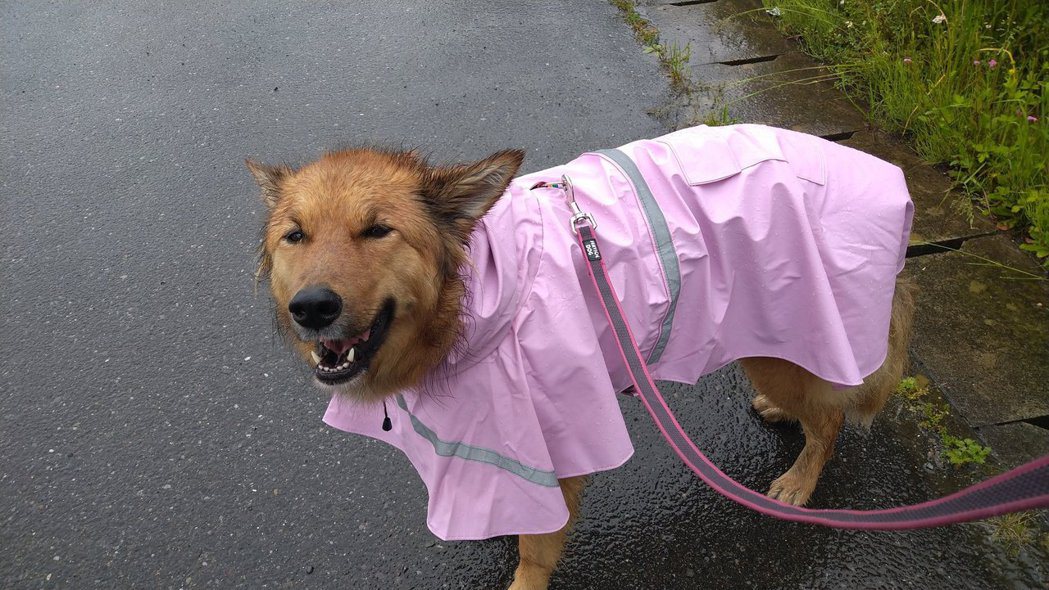 狗狗在下大雨的時候出去運動超不爽。 （圖/取自推特「どすこい大福🌿」）