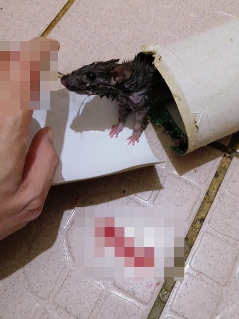 原PO從黏鼠板成功救下一隻老鼠，幫牠洗澡時卻遭到咬傷流血。圖擷自PTT