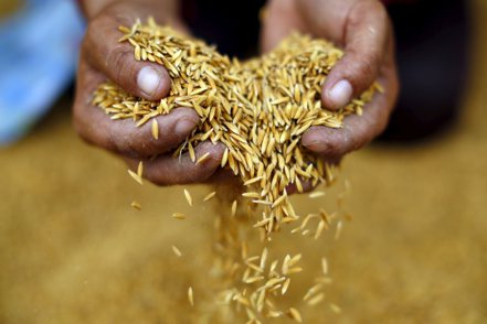 印度政府繼管制小麥與砂糖出口之後，市場擔心下一個管制的目標可能就是稻米。路透