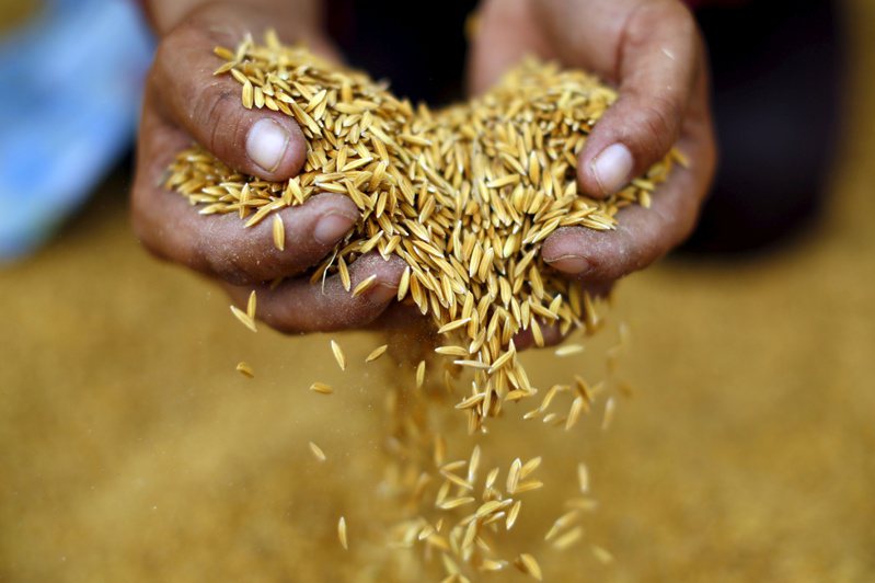 随着印度和马来西亚等国纷纷以保障国内食品供应为由，实施粮食出口管制，而泰国作为砂糖、家禽和稻米的主要出口国之一，有望从中赚得意外之财。路透(photo:UDN)