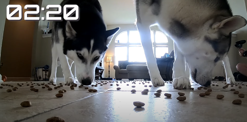 哈士奇挑戰吃1000顆狗糧。圖取自YouTube