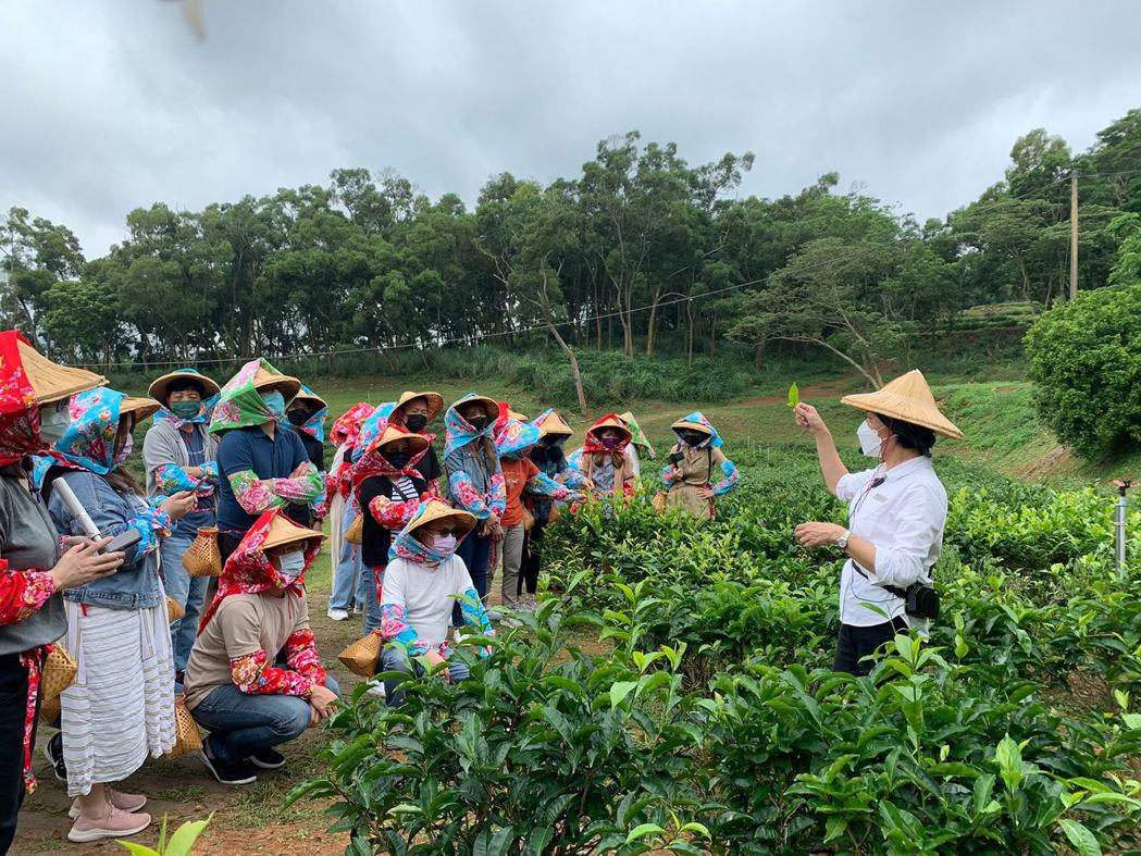 銅鑼茶場體驗親身尋覓一心二葉採菁的感動 體驗茶農生活。