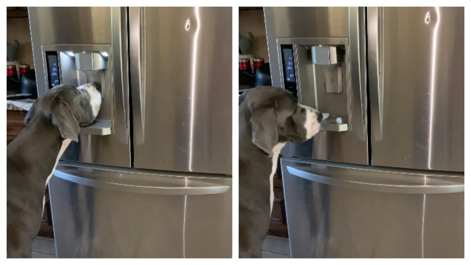 一隻聰明的大丹狗會使用製冰機作出冰塊。 (圖/取自影片)