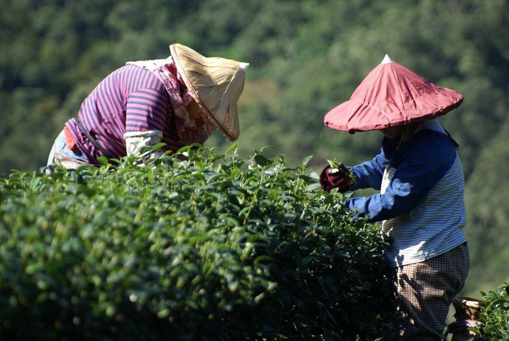 新北市茶葉栽培面積約為751.76公頃，年產量418噸，年產值約12.6億元。圖...