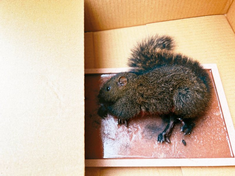 北市動保處表示，最近救援不少被黏鼠板黏住的小動物。圖為松鼠被黏鼠板誤捕。圖／動保處提供