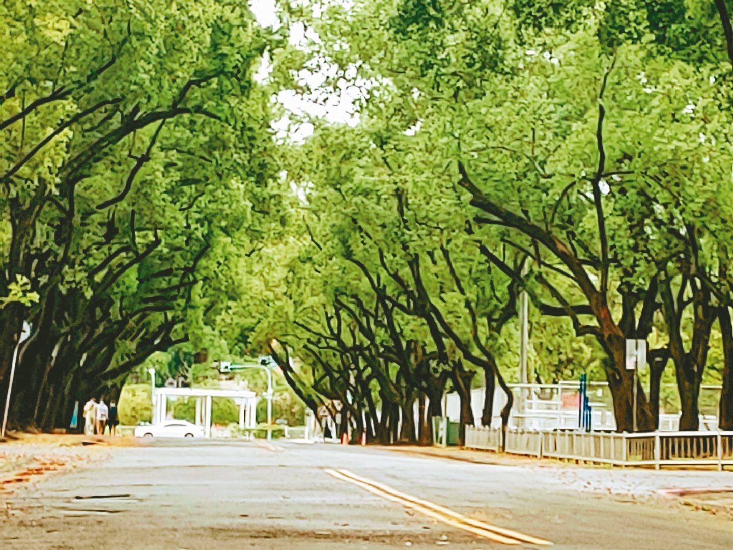 中興新村兩旁道路盡是蒼鬱老樹，走來相當舒適。圖／省府日常散策提供